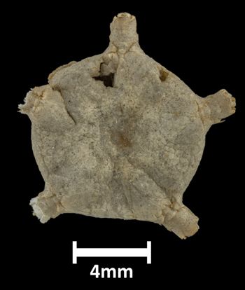 Media type: image;   Invertebrate Zoology OPH-631 Description: Top down view of single ophiuroid specimen with a scale bar.;  Aspect: dorsal